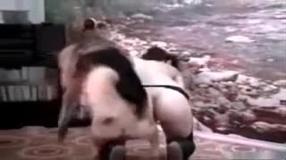 Große Deutsche Dogge fickt Anal стонущую зоофилку