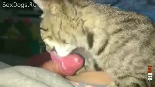 Hauskatze leckt Mitglied der Russischen Kerl