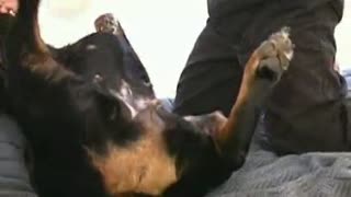 Schwanzlutscher schwarzen Hund trennten sich die Pfoten und machte Blowjob