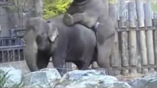 Indian zoo sex with elephants. Watch porn elephant closeup