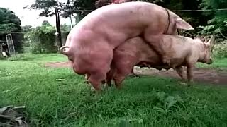 Boar Fucks pig sex animal