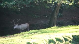 Deer with large horns at the zoo fucked girl