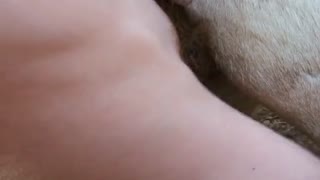 Bzeeb zoophyte cumshot goat in pussy