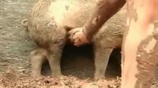 Horny mulatto dirty boar jerks off cock