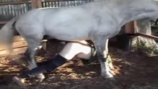 Fag fickt mit einem Pferd. Harter Zoo Sex Pferd und Homosexuell