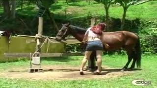 Redhead Tschechin in der Natur fickt Pferd