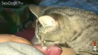 Grey cat suck student cock and bit his prick