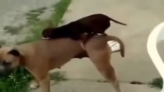 Watch the correct mating in dogs