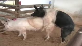 Sehen Sie Sex wie ficken auf dem Bauernhof Schwein