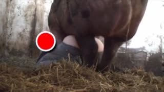 Super free zoo porn with a boar and a drunk woman