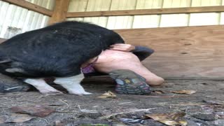 The fat woman Fucks with a young pig is a dirty sex