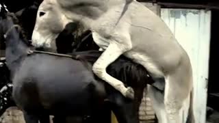 In the beautiful zoo sex donkey fuck hard horse