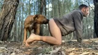 In the woods red dog fucked doggy style horny zoophile