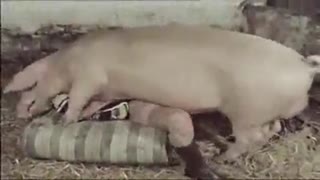 Hard humanly big boar fucking a young girl in the classic pose