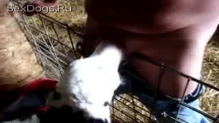 Zoo sex male bestiality cums in the mouth of a young calf